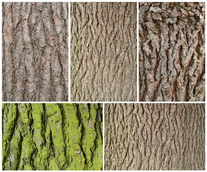 five frames of wodd bark pattern texture background