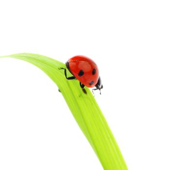 ladybug on grass isolated macro