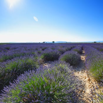 beautiful image of lavender field