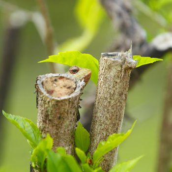 Close-up of chameleon looking out from branch