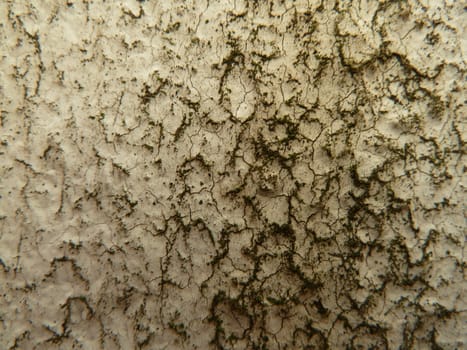 black mold on a textured surface