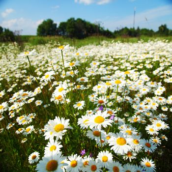  field with white daisies under sunny sky