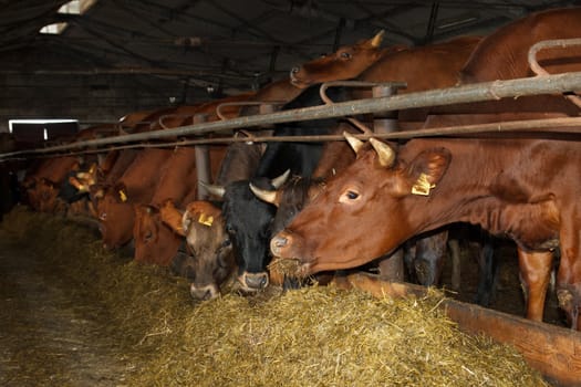 Cows feeding on a farm with silage