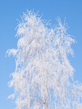 Hoarfrost on a young birh against the blue sunny sky