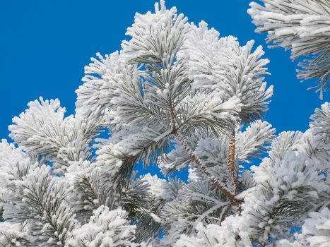 Hoarfrost on a young pine against the blue sky