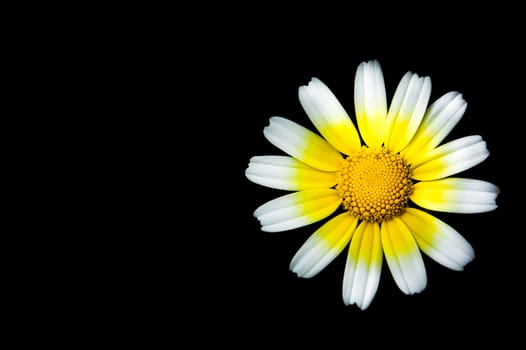 Yellow daisy flower isolated in black