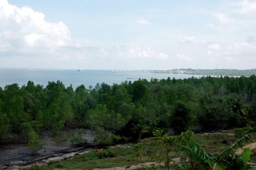 views of the sea and mangrove from the top of the hill