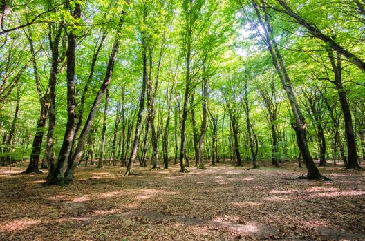 Green forest during bright summer day