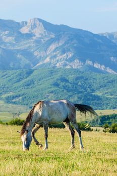 Lonely horse at the meadow