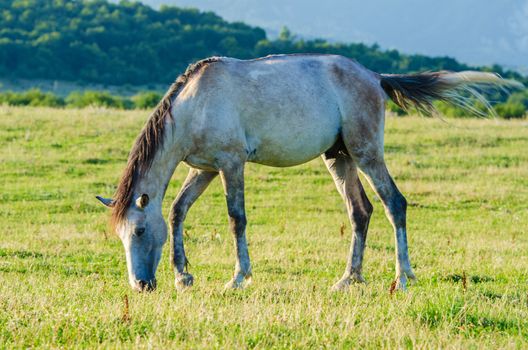 Lonely horse at the meadow
