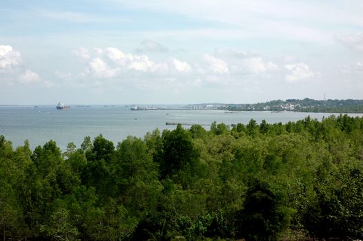 views of the sea and mangrove from the top of the hill