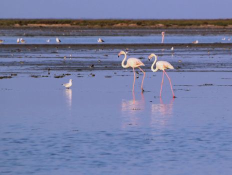Two white flamingos walking in the water by sunset