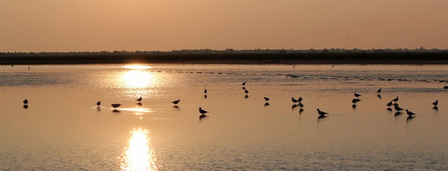 Many seagulls standing quietly in the water by sunset