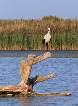 Stork standing quietly on a trunk which is in the water among vegetation by sunset