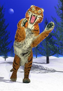 Big tiger attacking in fir trees woods by winter night