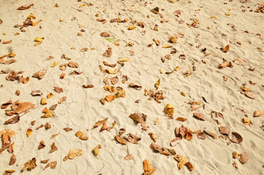 Brown leaves on the beach.
