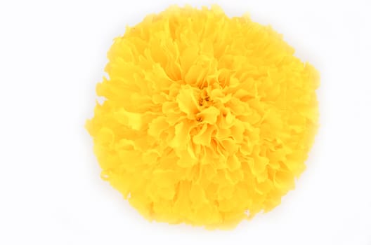 Marigold