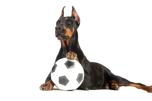 Great doberman dog with ball on white background