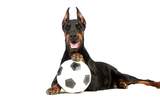 Great doberman dog with ball on white background