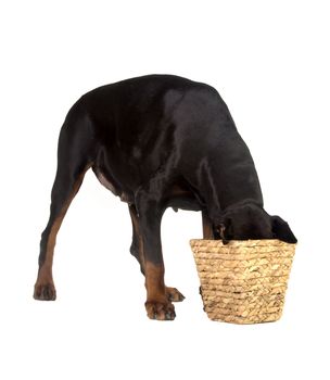 Doberman dog eating food from basket on white background