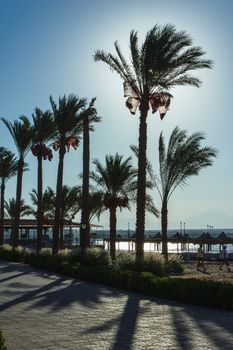 Palm trees on the beach in Egypt on the Red Sea