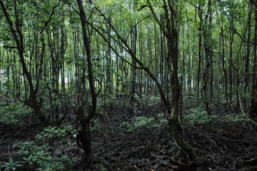 mangrove forests in conservation areas