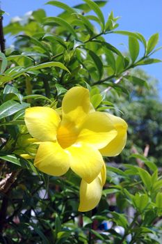 beautiful yellow flower