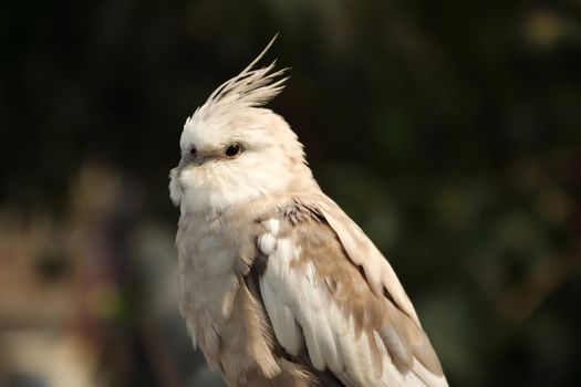 Close up Cockatiel, Nymphicus hollandicus