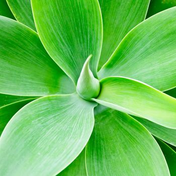 Agave green leaves close-up natural background