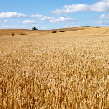 Ripe golden barley field in Scotland