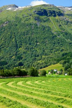 Windrows of freshly cut hay ready in Norway