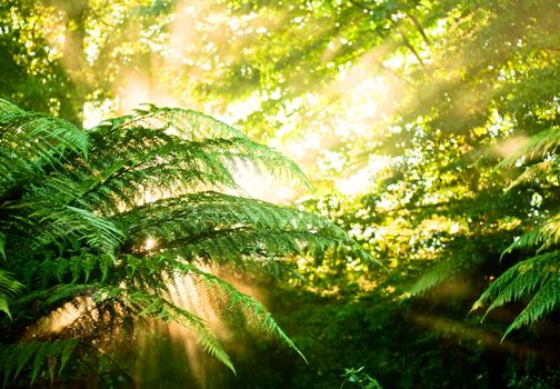 Sunlight rays pour through fern leaves in a rainforest at New Zealand