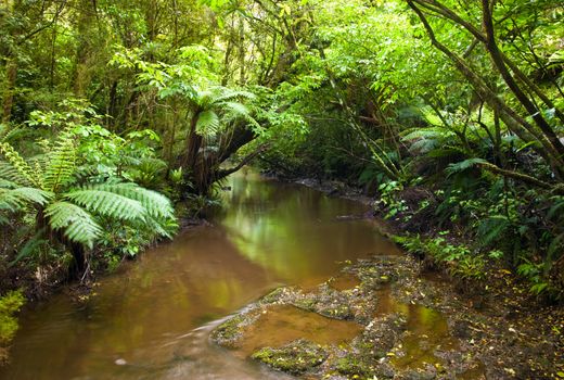 Stream in a heart of rain forest, New Zealand