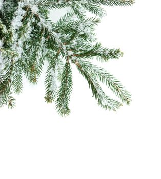 Fir tree branch covered with snow on white background