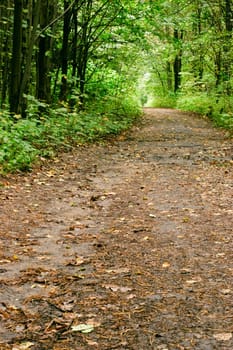 Empty alley at autumn park