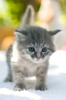 One month age walking kitten, shallow DOF