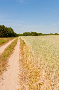 Rye (Secale cereale) is a grass grown extensively as a grain and as a forage crop. It is a member of the wheat tribe (Triticeae) and is closely related to barley and wheat.