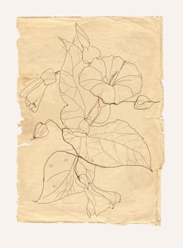 Bindweed flower drawing on old paper background