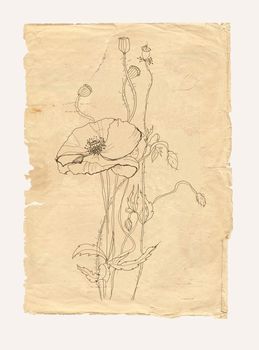 Poppy flower drawing on old paper background