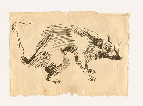 Rat drawing on old paper background