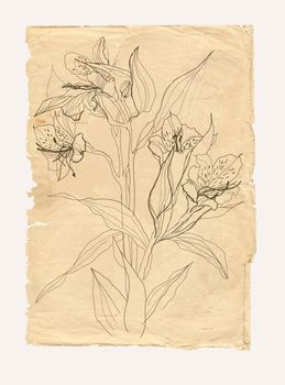 Alstrameriya flower drawing on old paper background