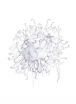 pen drawing sunflower sketch