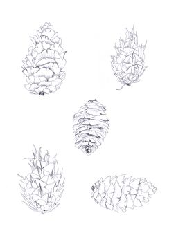 hand drawing fir-cones sketch