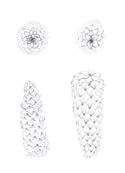 pen drawing monochrome fir-cones 