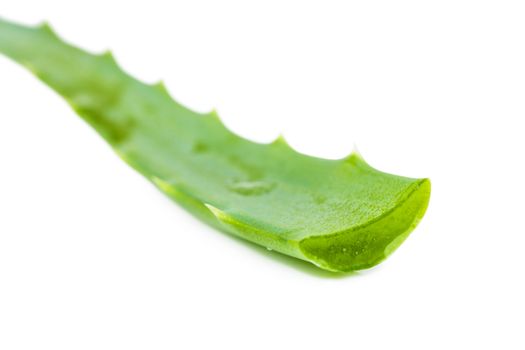 Closeup view of fresh succulent leaf of aloe
