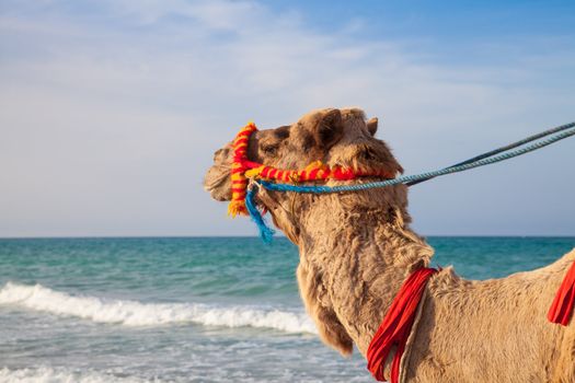 Camel's portrait with sea background - Djerba Tunisia