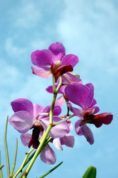 orchid flowers against a background of blue sky