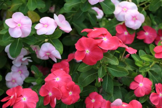Pink Periwinkle