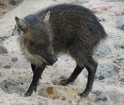 The collared peccary (Pecari tajacu) is a species of mammal in the family Tayassuidae that is found in North, Central, and South America.