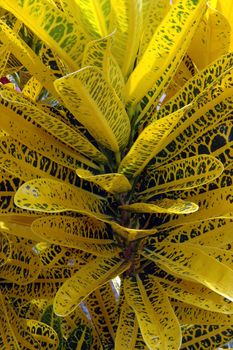 yellow jescamine - codigeum variegatum (l) blume